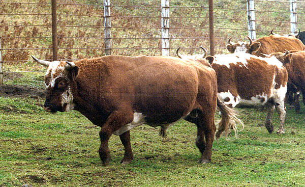 A Chirikof Island bull