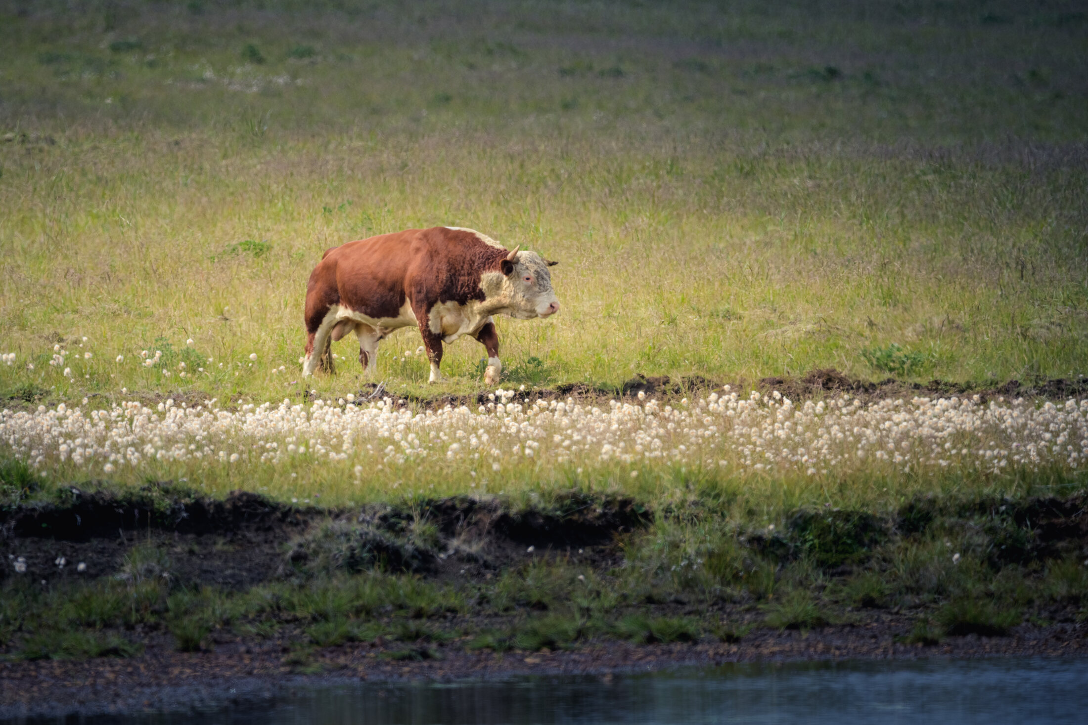 Cattle on the green slopes of Umnak Island