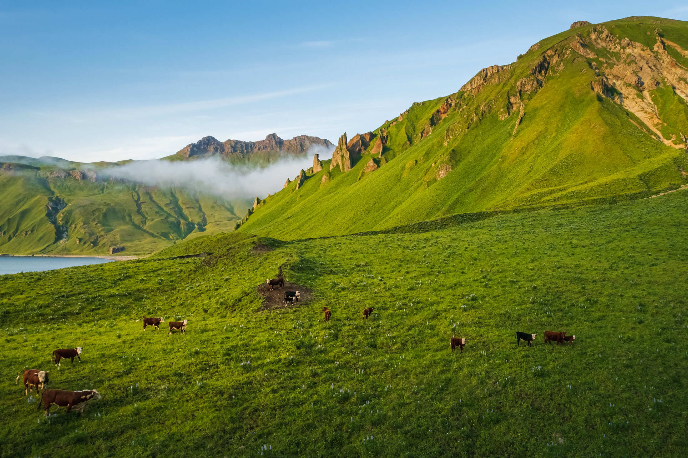 The Okmok herd on open grassland