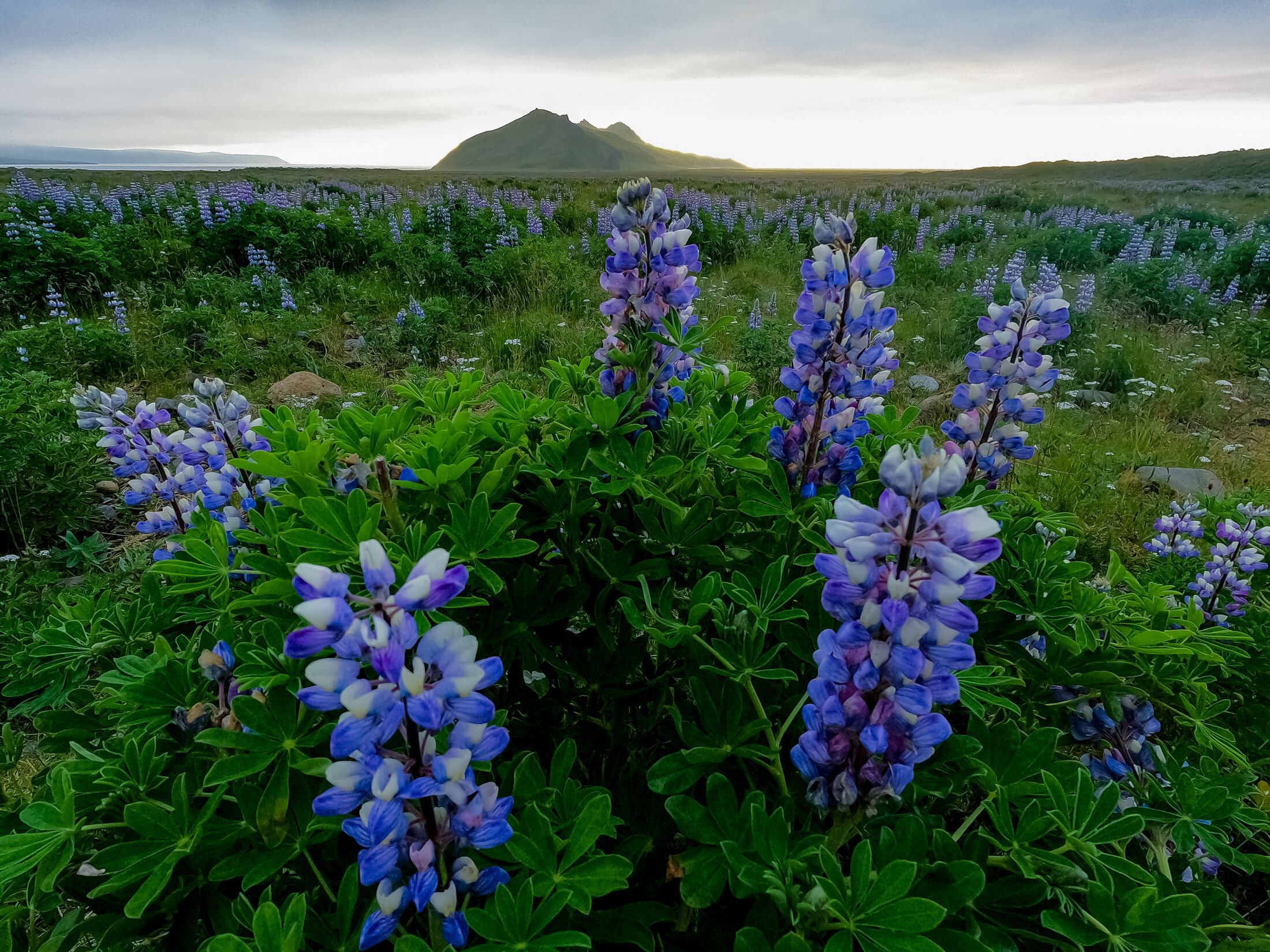 Wild grass on Umnak Island