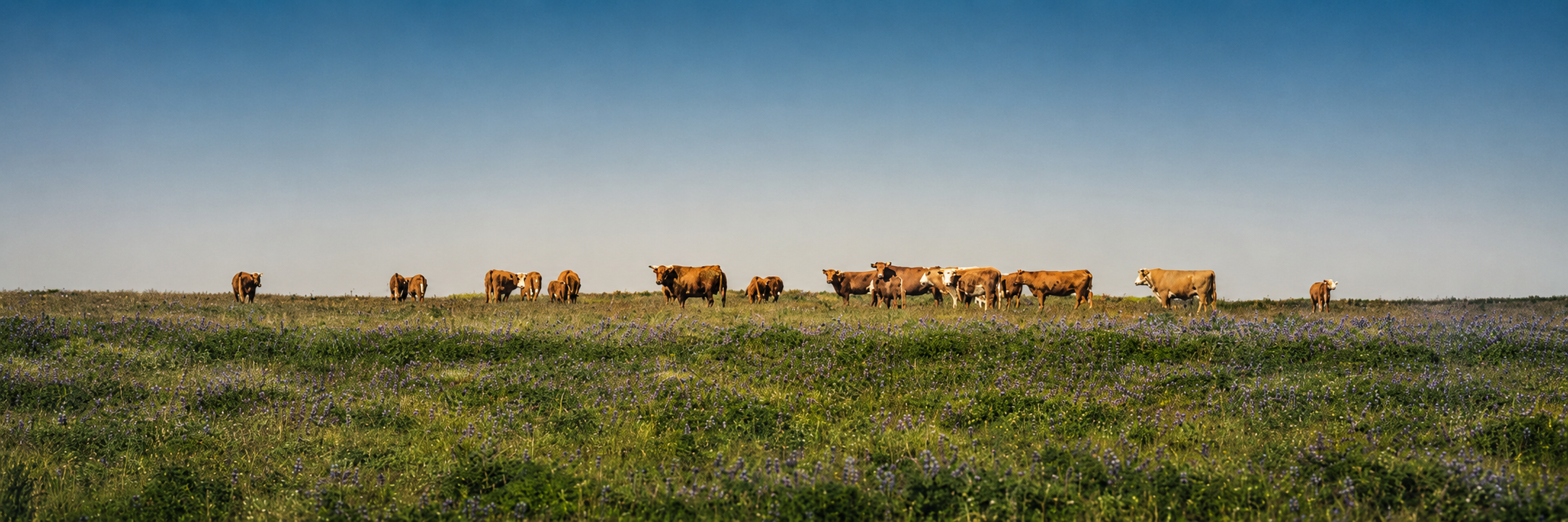 Okmok cattle grazing across Umnak Island grassland
